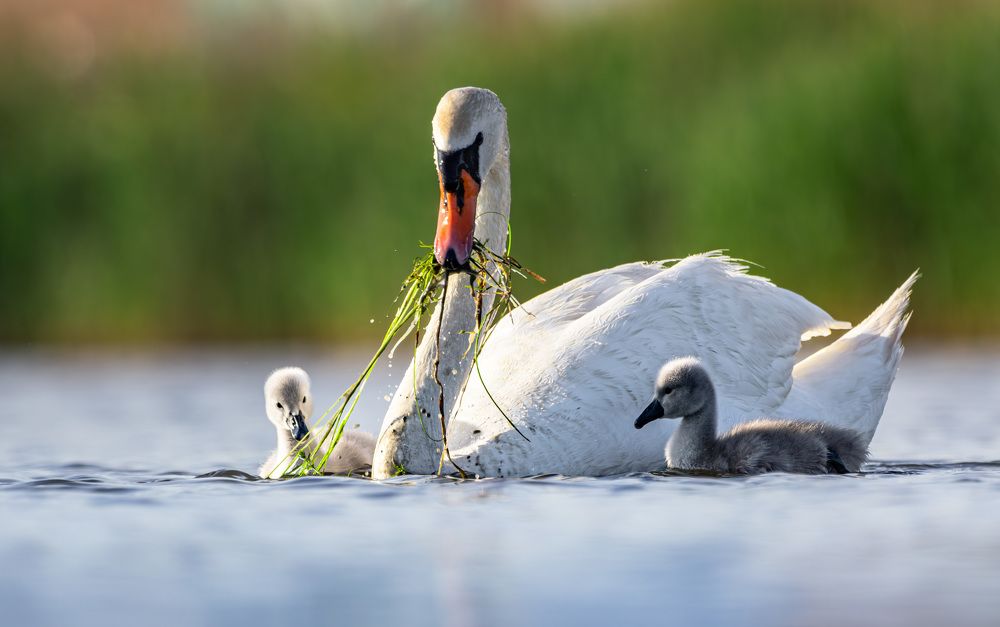 Фотография автора Максим Бессалый