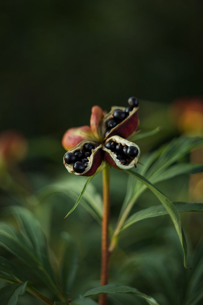 Photograph by Евгения Шубенкова