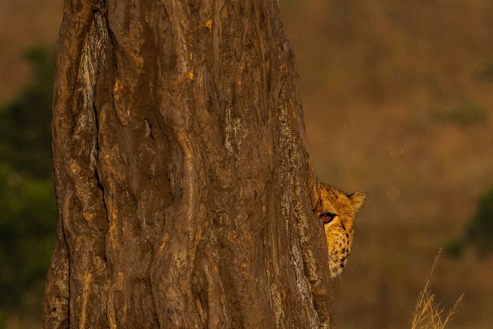 Photograph by Sai Kiran Bhagavatula