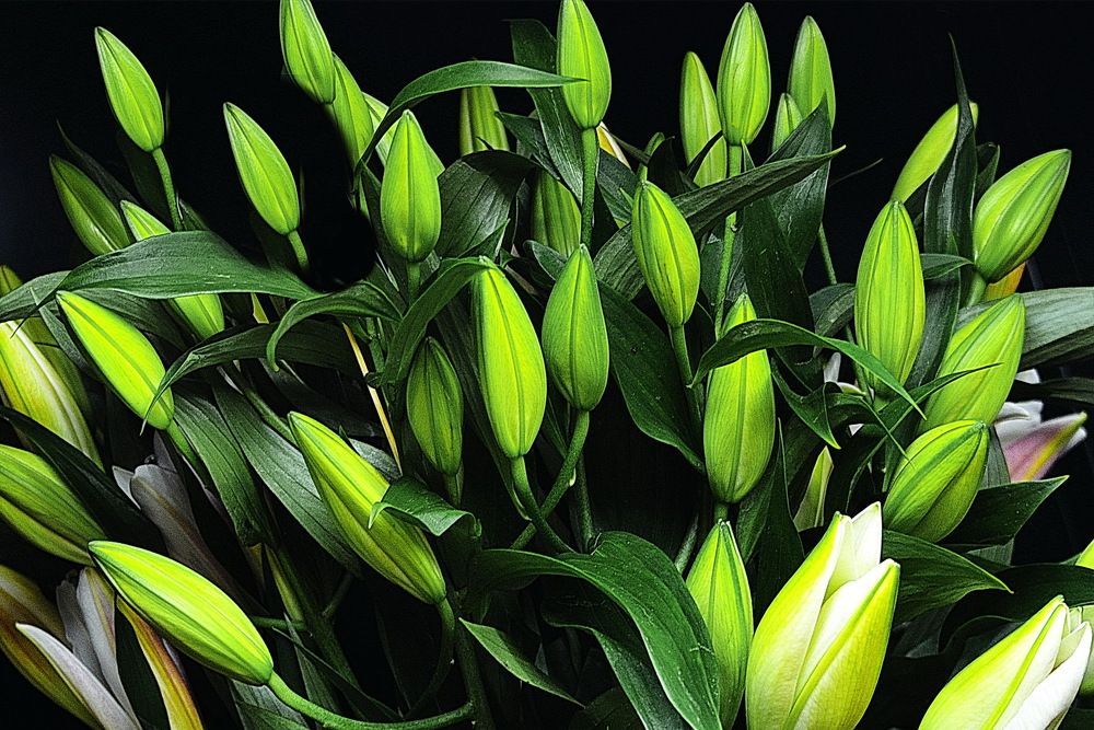 Photograph by Вадим Гераскин