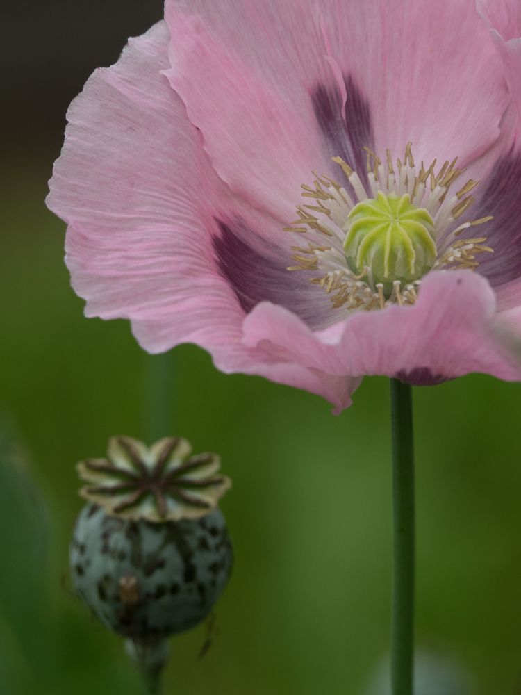 Photograph by Руслан Гончар