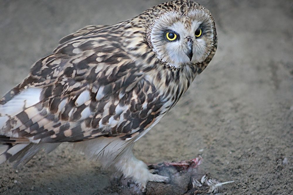 Photograph by Эдуард Попов