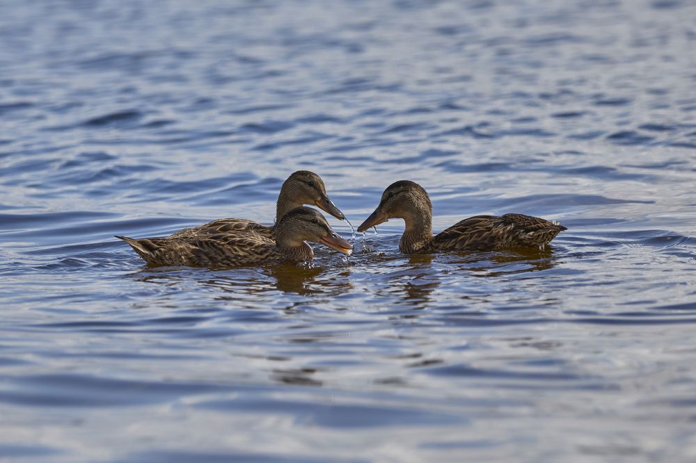 Photograph by Виктория Ахмылова