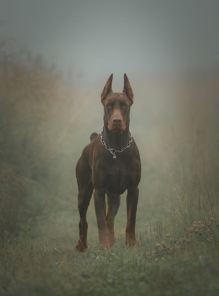 Photograph by Мария Клещенко