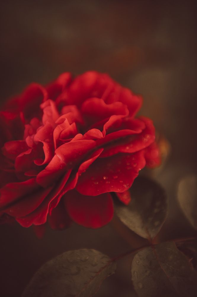 Photograph by anna Panarina