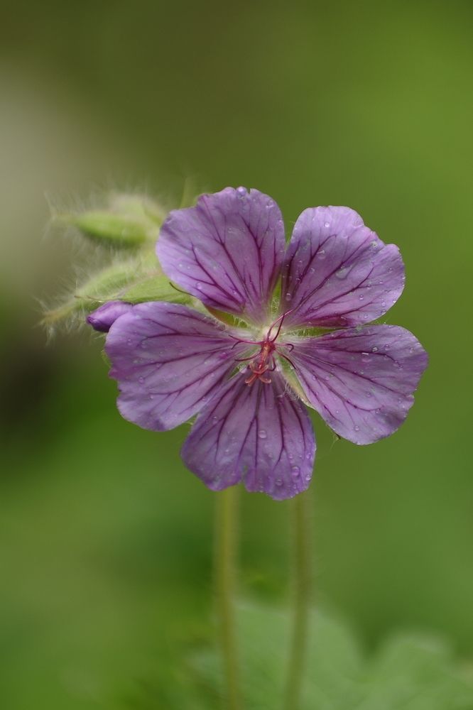 Герань луговая
