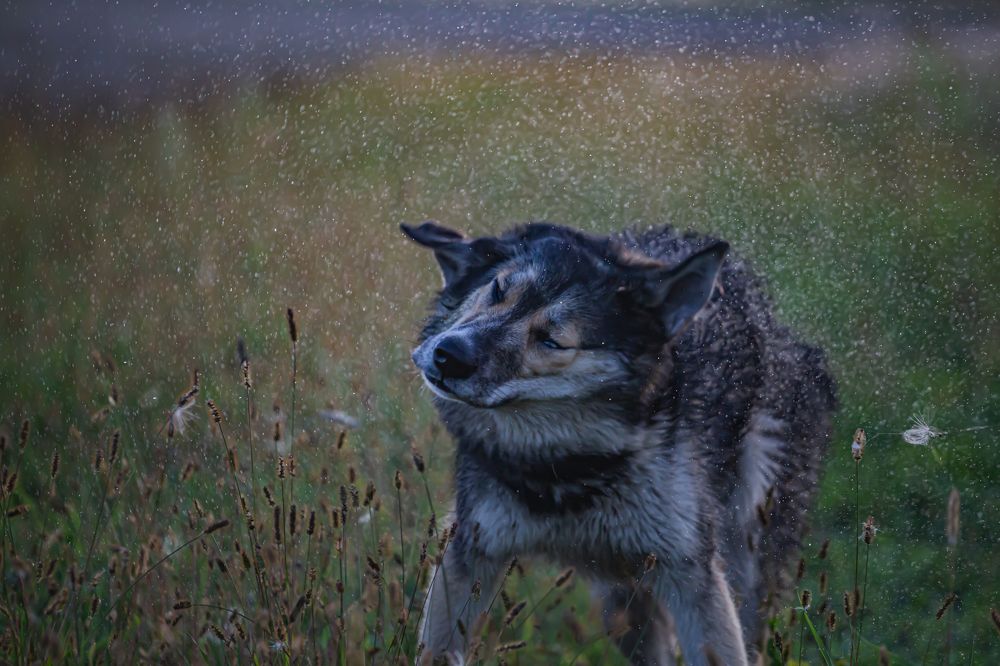 Фотография автора Дмитрий Новиков