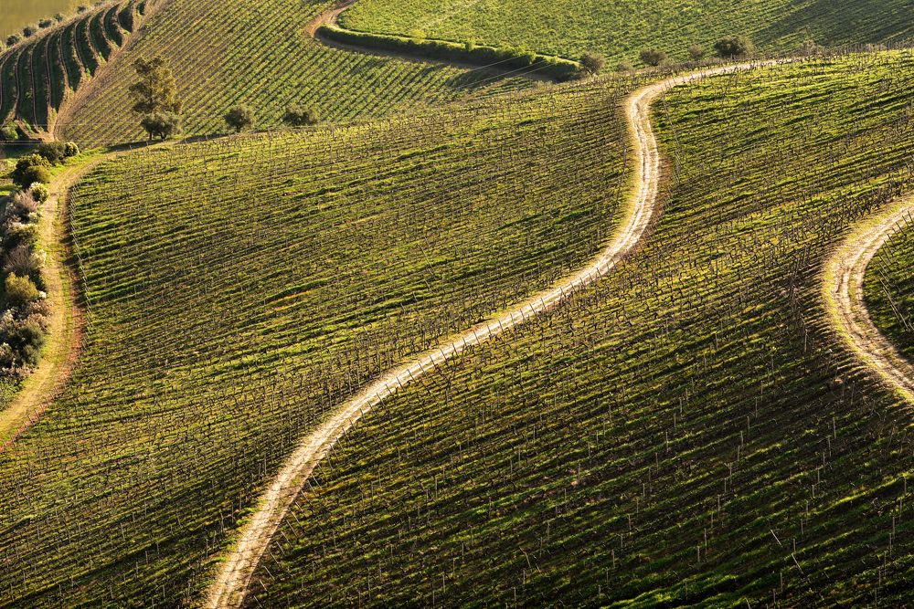 Douro Wine Region