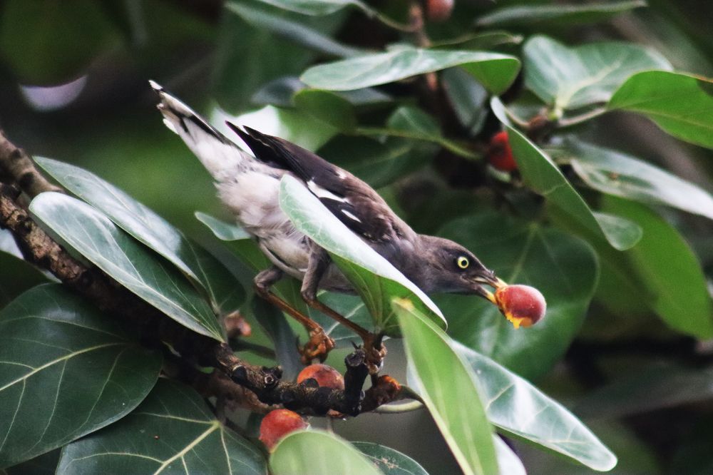 Photograph by SURAJIT SARKAR