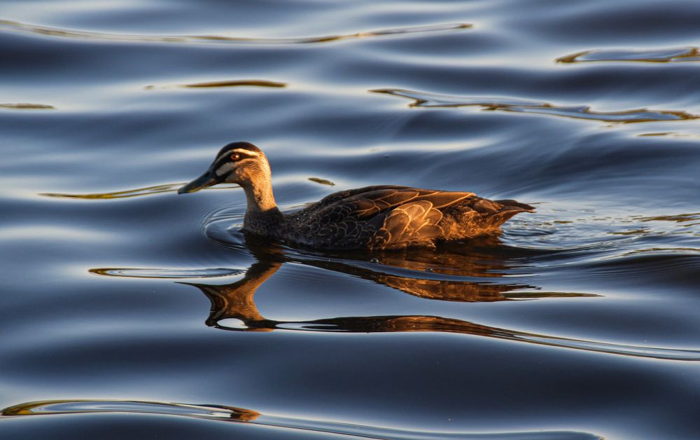 Photograph by Shaas AL Najjar