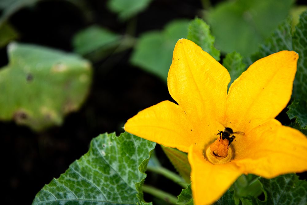 Фотография автора Екатерина Лапаева