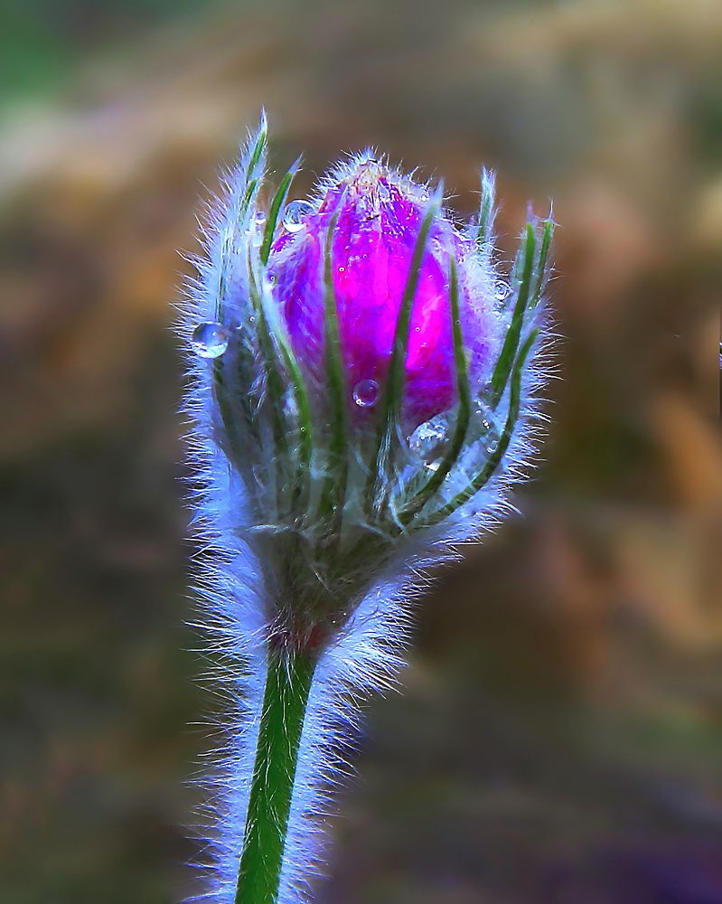 Photograph by Николай Протасеня