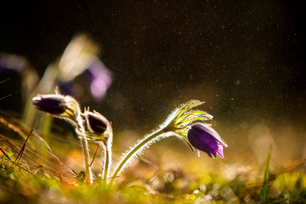 Photograph by Александра Судьбина