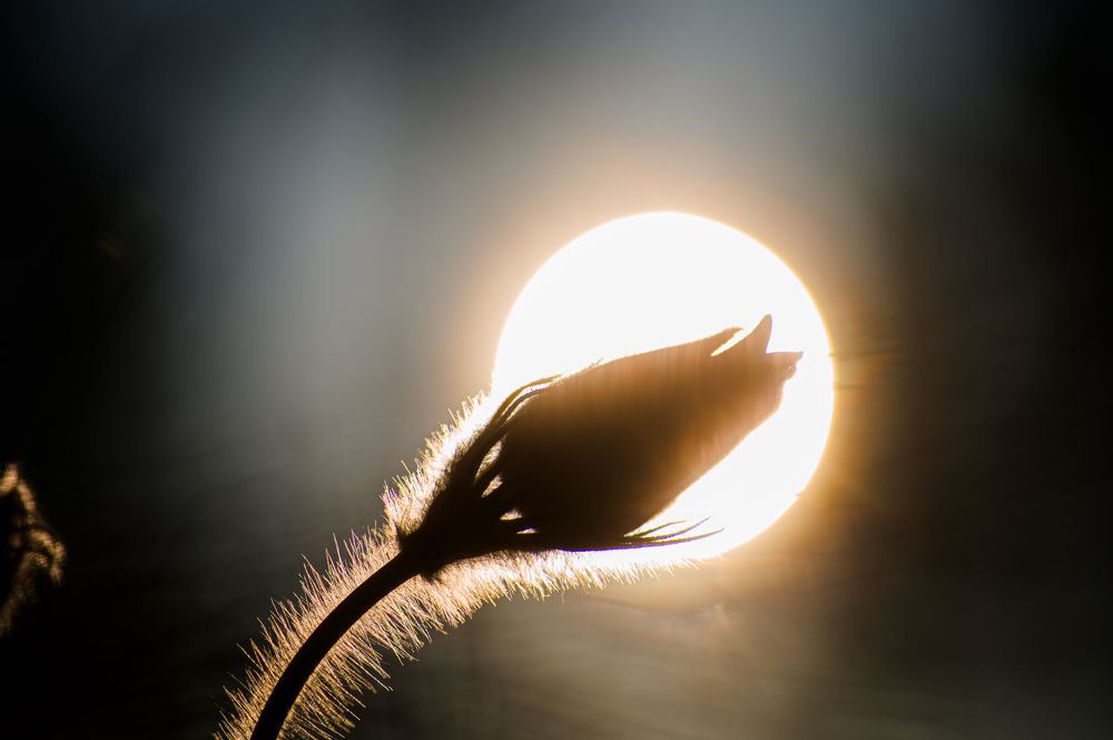 Photograph by Александра Судьбина