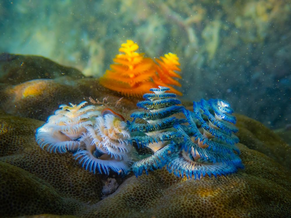 Photograph by Vo Rin