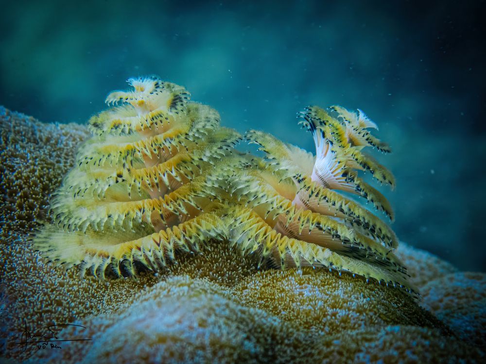 Photograph by Vo Rin