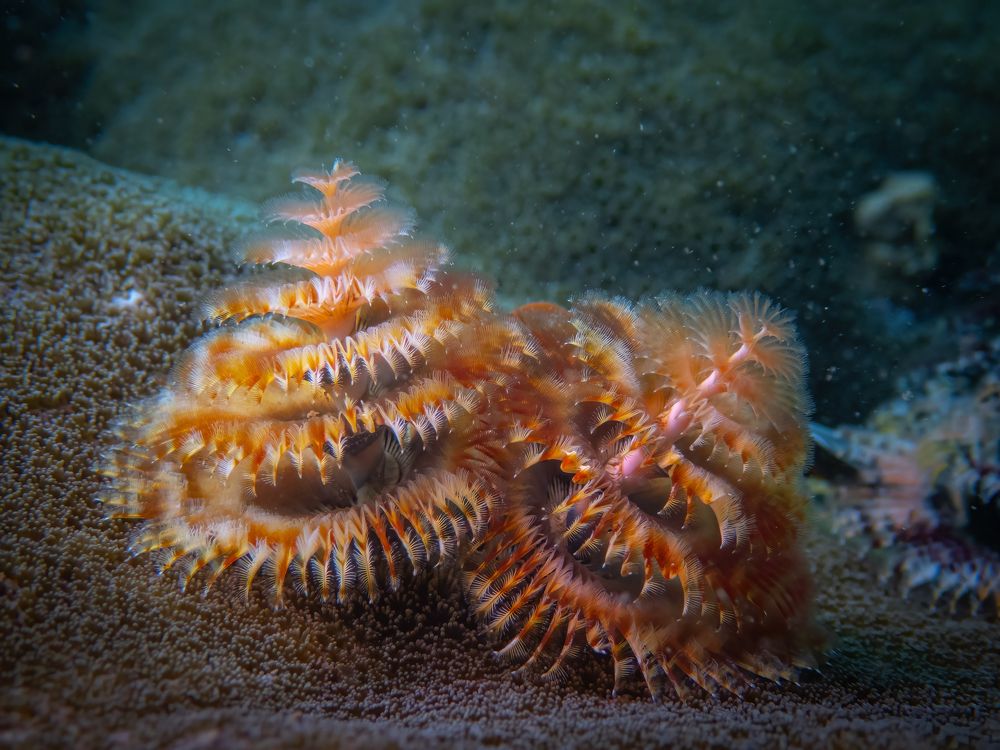 Photograph by Vo Rin