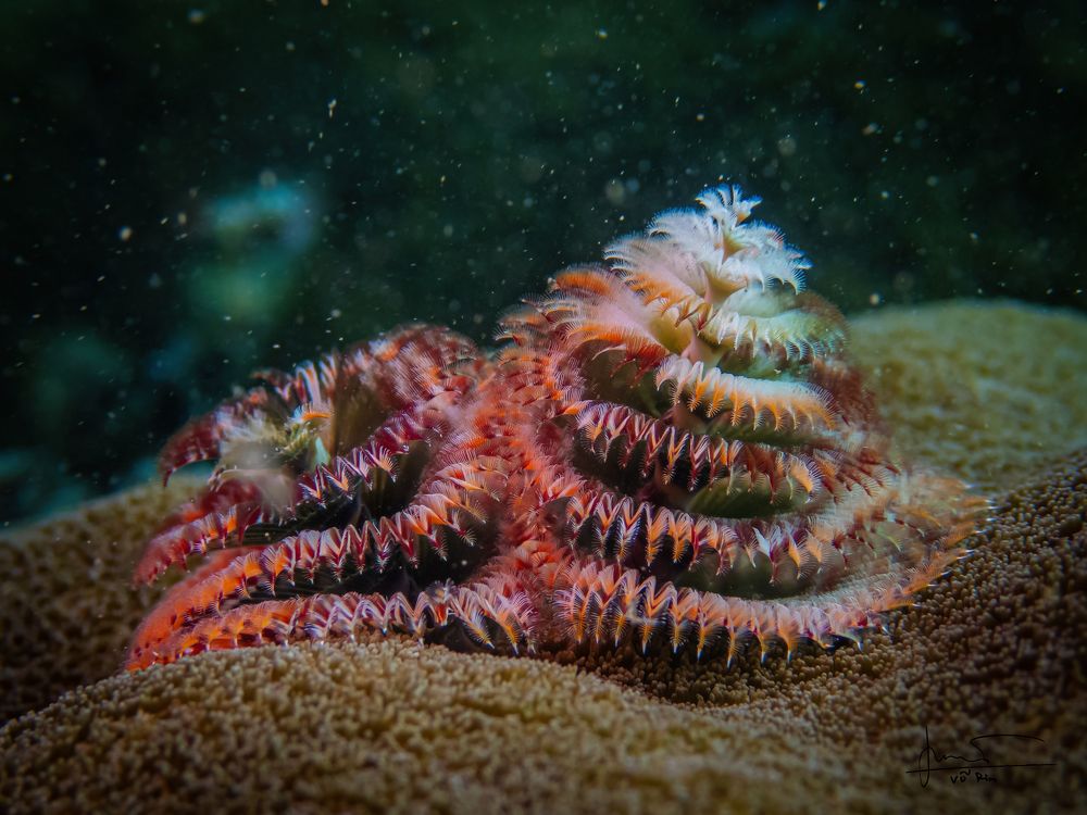 Photograph by Vo Rin