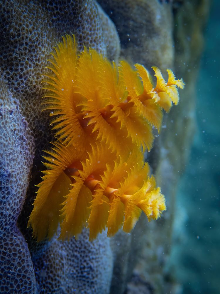 Photograph by Vo Rin