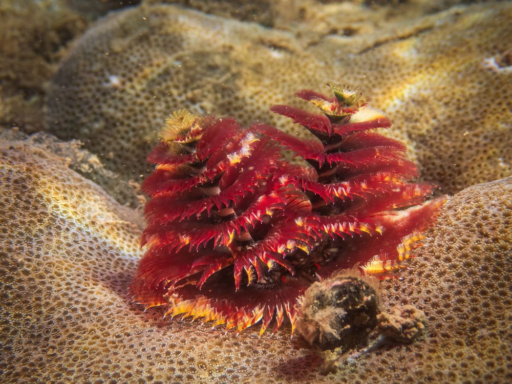 Photograph by Vo Rin