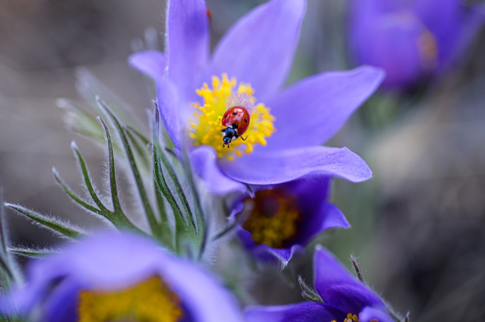 Photograph by Александра Судьбина