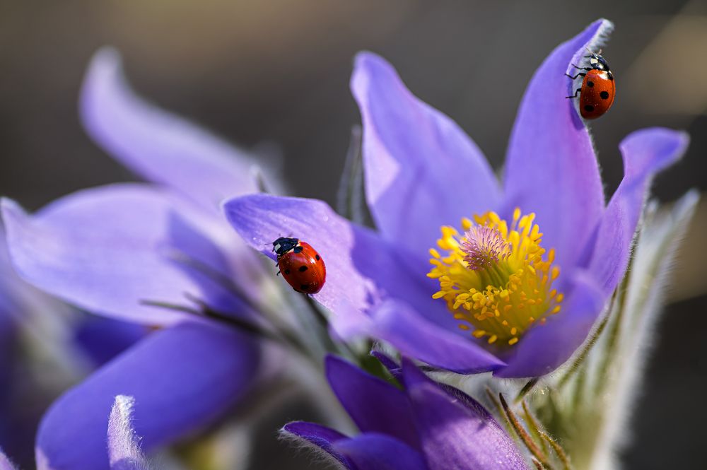 Photograph by Александра Судьбина