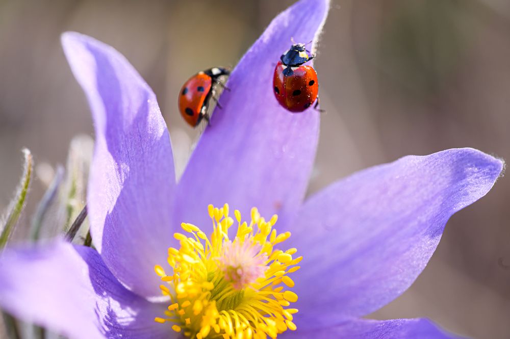 Photograph by Александра Судьбина