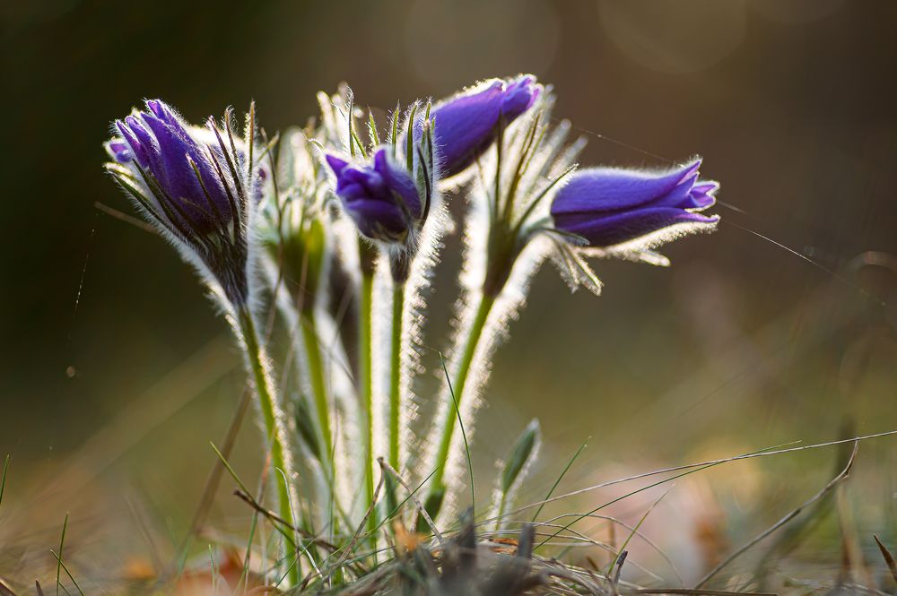 Photograph by Александра Судьбина