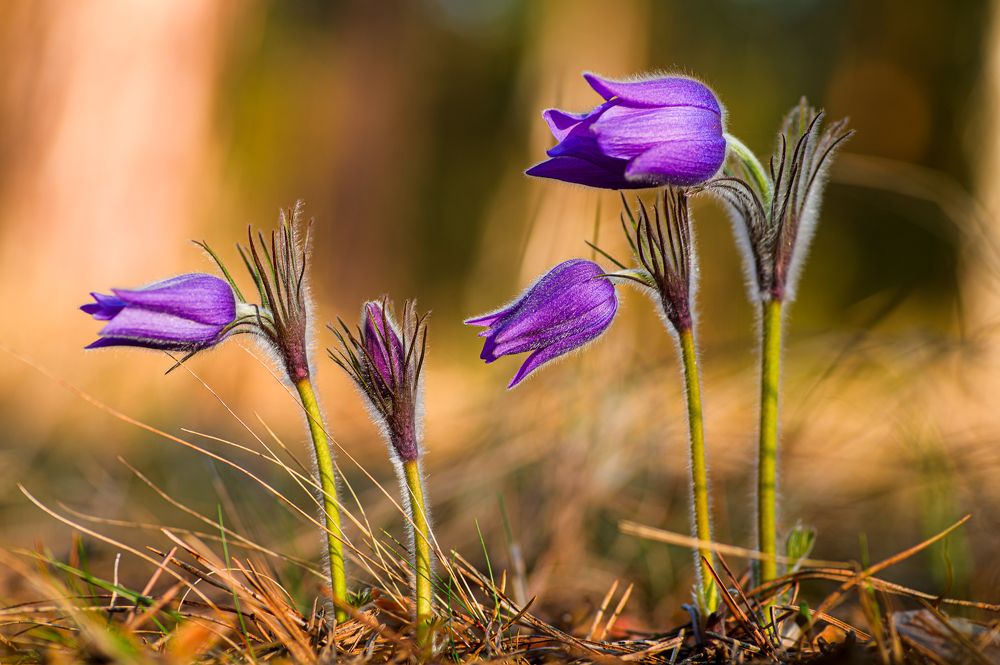 Photograph by Александра Судьбина
