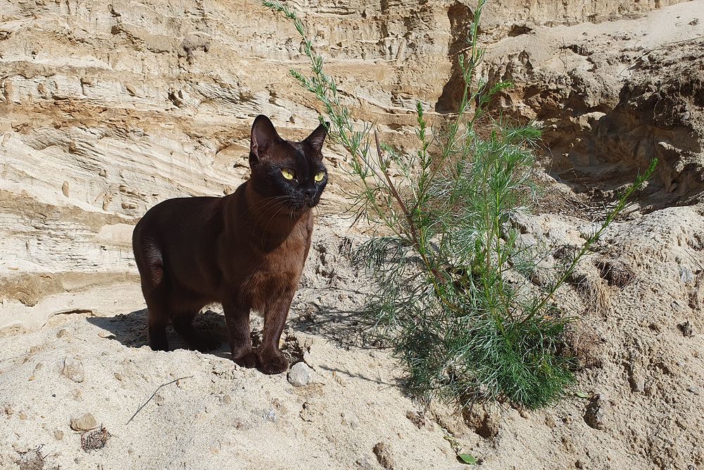 Фотография автора Надежда Лисицына