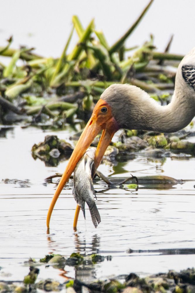 Photograph by Shalini Jain