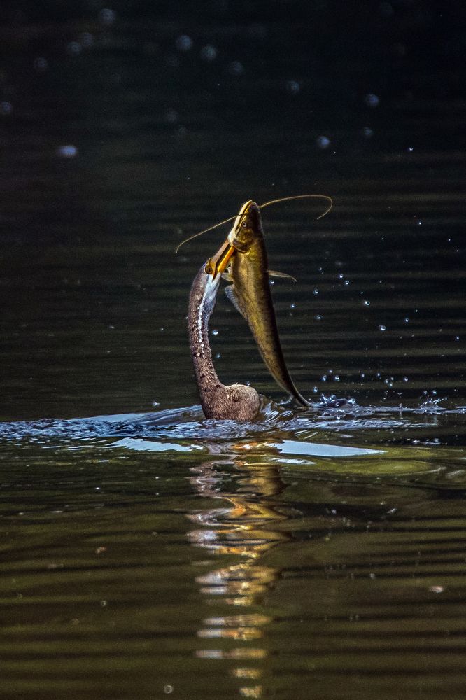 Photograph by Shalini Jain