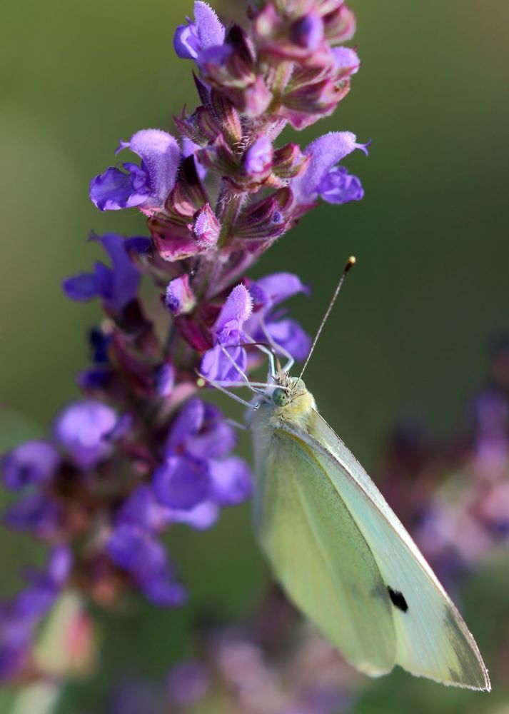 Photograph by Юрий Варюхин