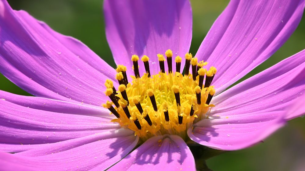 Photograph by  Сергей