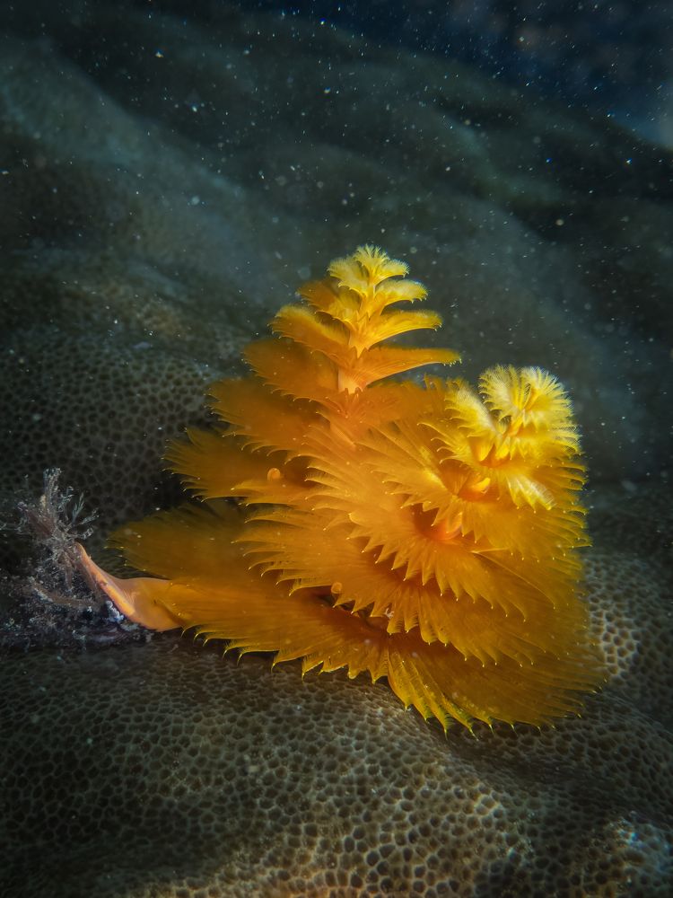 - Christmas Tree Worms