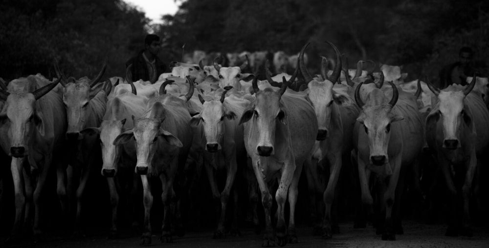 Photograph by Nalin Jerom Nadeshwaran