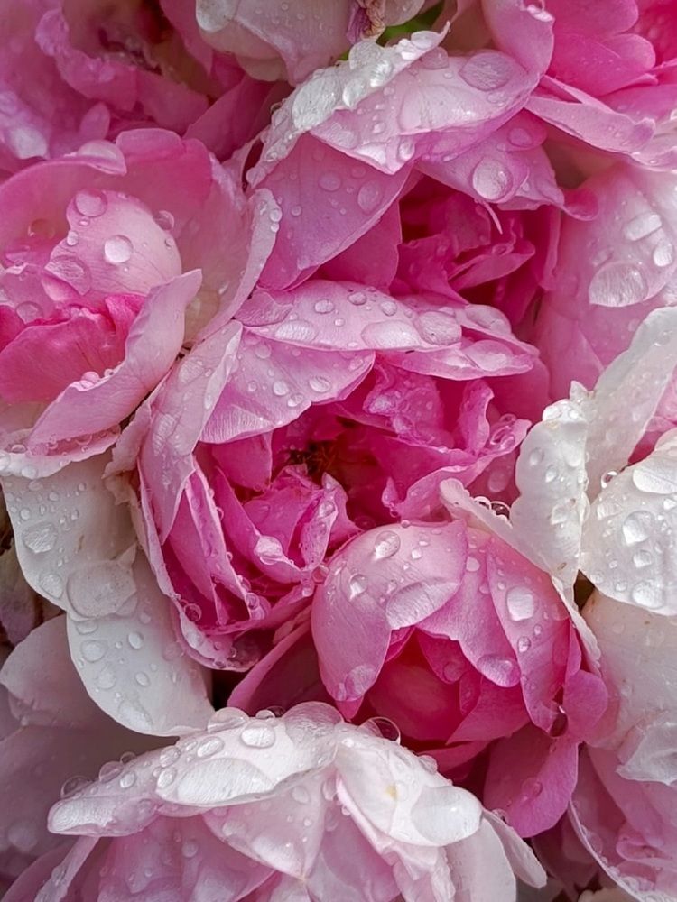 Петербургские розы