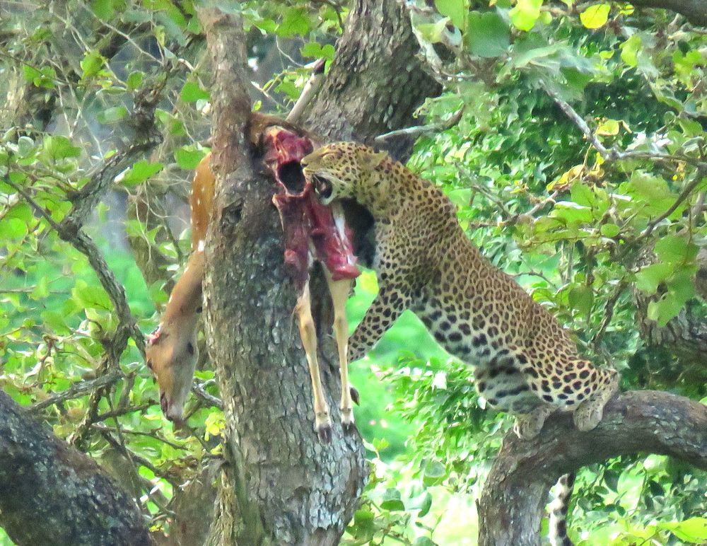 Leopardess nibbling deer kill