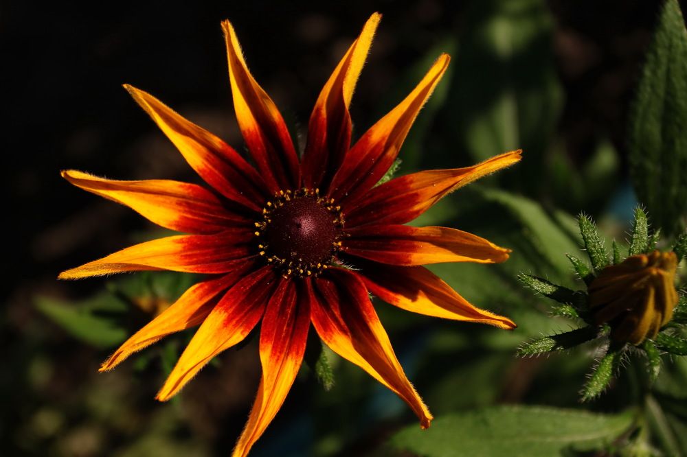 Фотография автора Колосова Елена