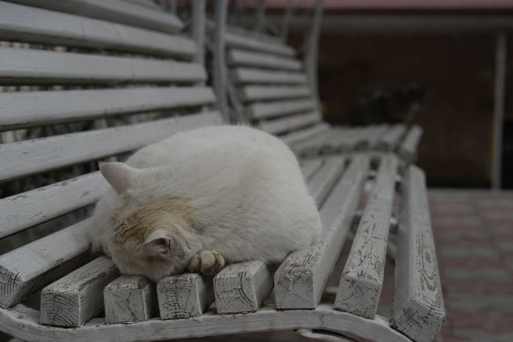 Photograph by Евгений Цыбульник