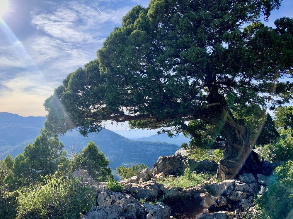 Кипарис на Оленьей горе