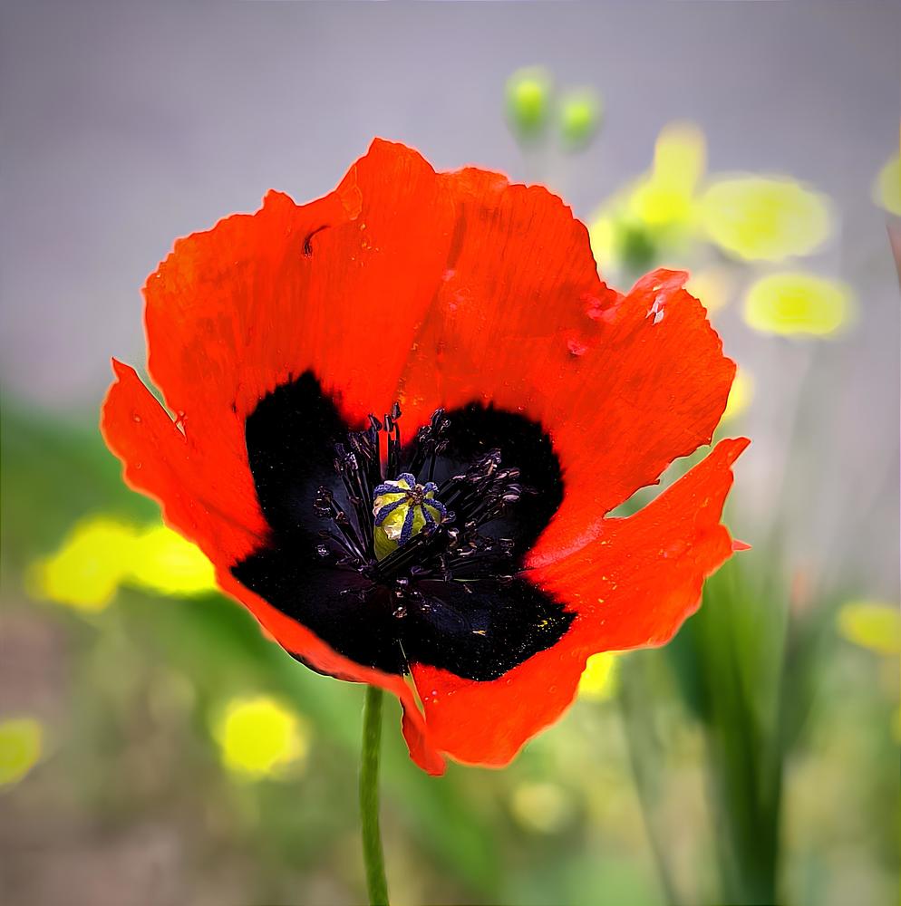 Photograph by Елена Симонова