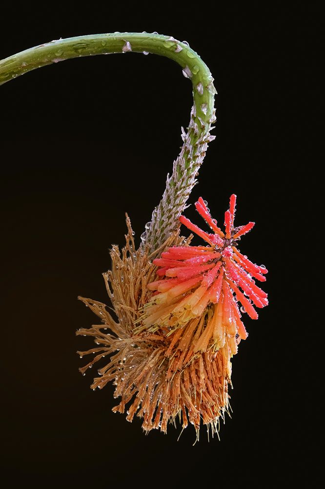 Photograph by Mario Fiorucci