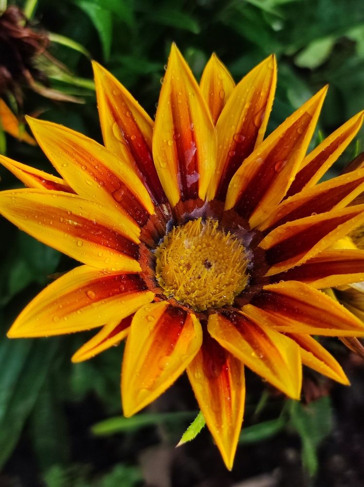 Фотография автора Елена Рузинова