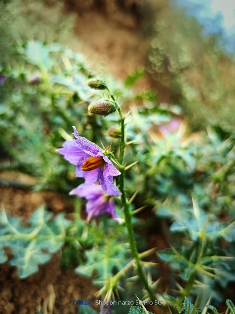 Photograph by Himanshu Sharma