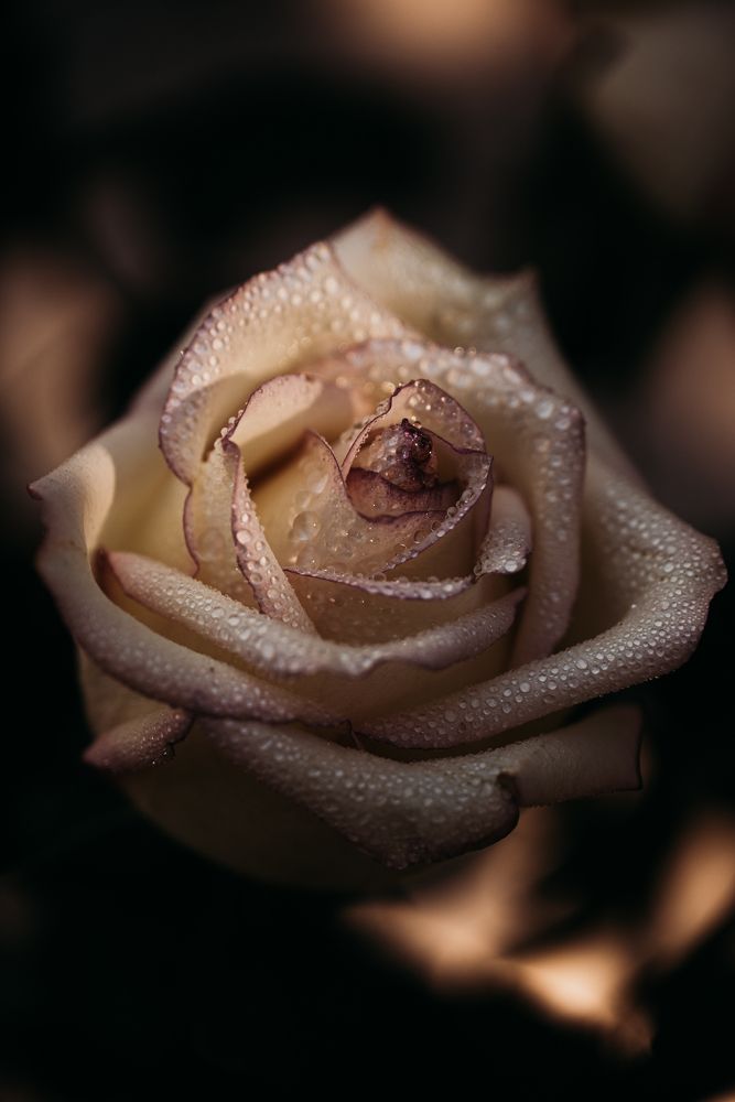 Photograph by Anna Vlasova