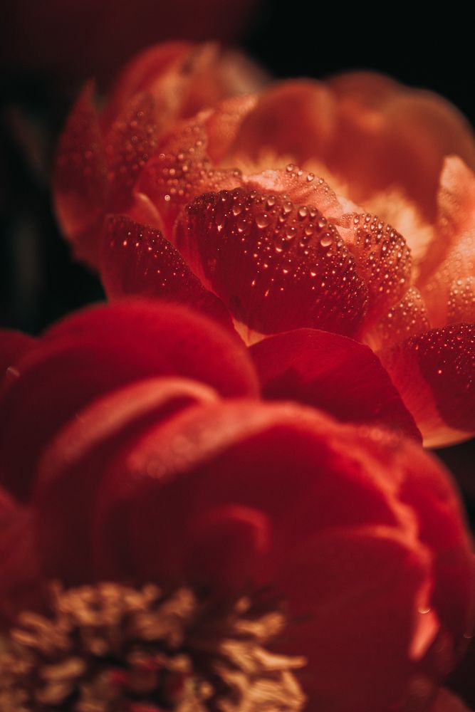 Photograph by Anna Vlasova