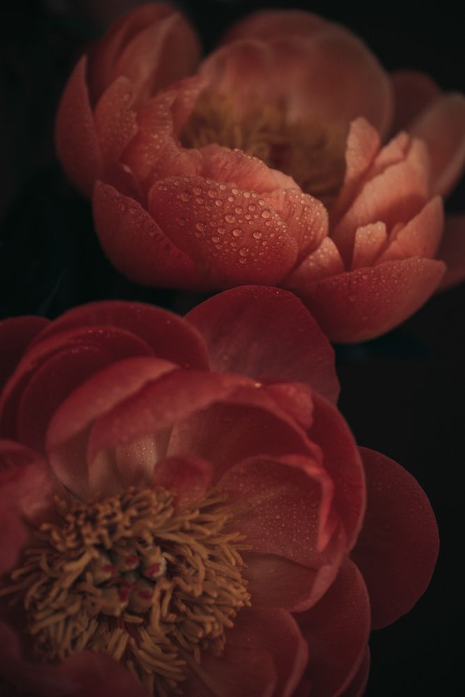 Photograph by Anna Vlasova