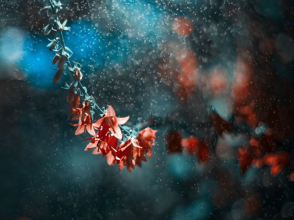 Photograph by Олег Дорошенко