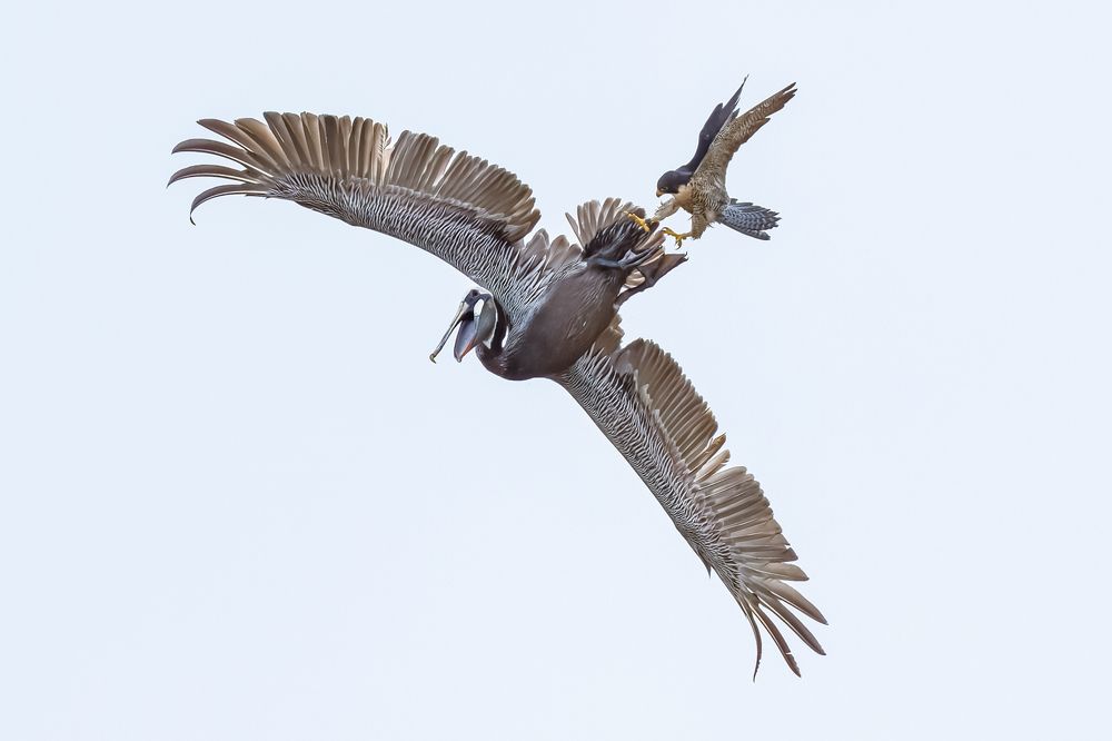 Peregrine Falcon Protecting Nest From Brown Pelican